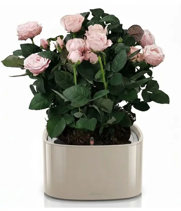 Self-Watering with Roses plants Lechuza