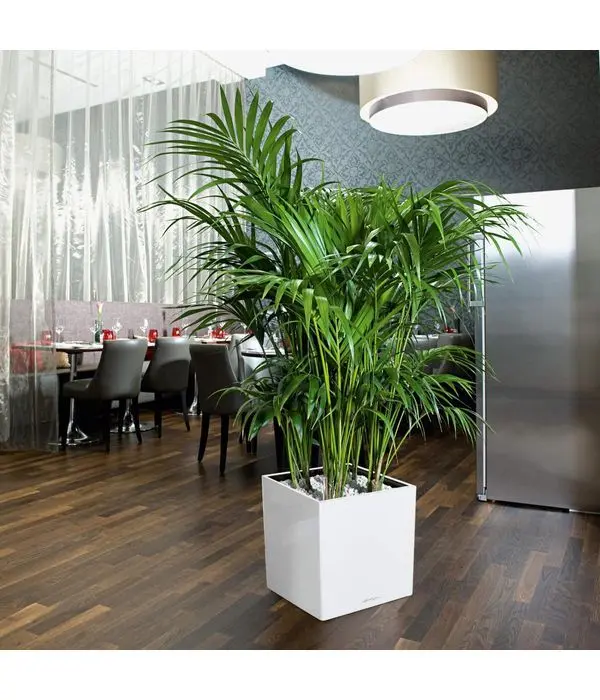 Tall Plant in a self watering cube