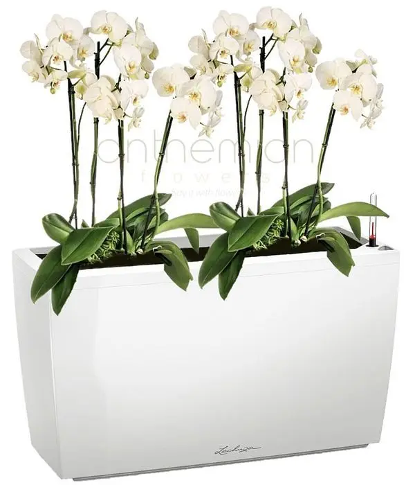 Amazing big self watering pot with plants
