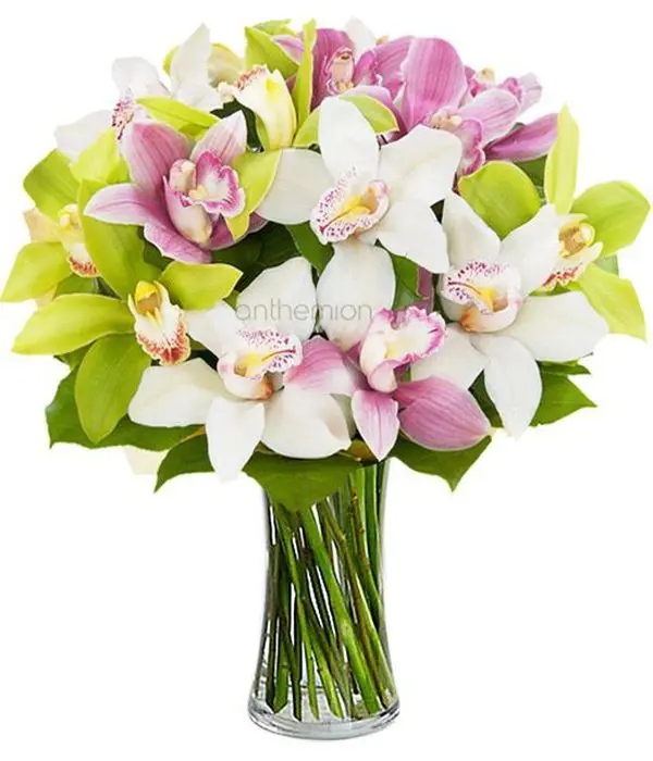 Meliti with exotic orchid flowers