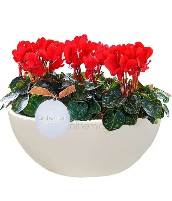 Small Cyclamens in pot