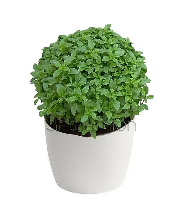 Basil