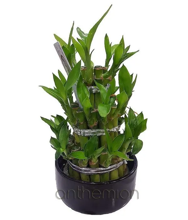 Mini Lucky Bamboo