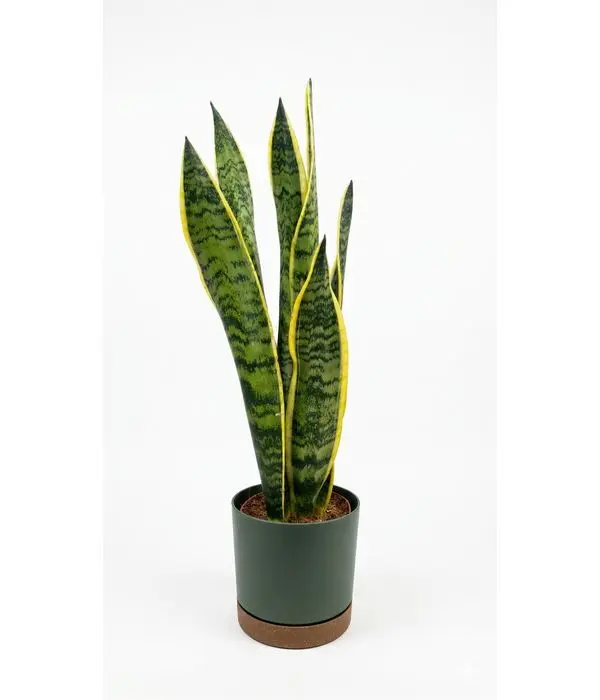 Buy Sansevieria