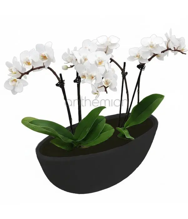 Two Mini White Orchids in a Charcoal Gondola Pot