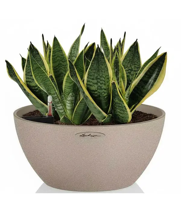 Sansevieria a self watering pot