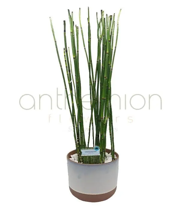 Bamboo snake plant