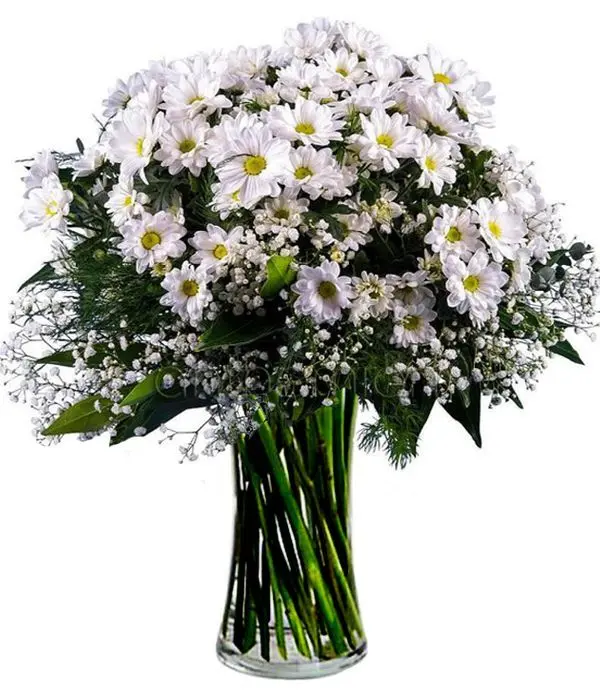 White chrysanthemums (Basic)