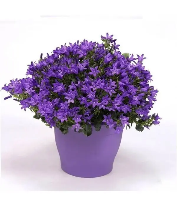 Campanula Purple