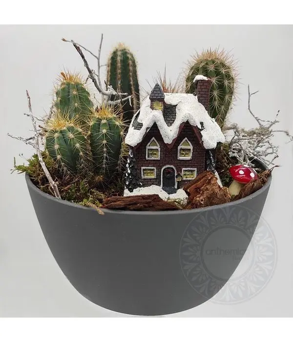 Cactus arrangement in a bowl