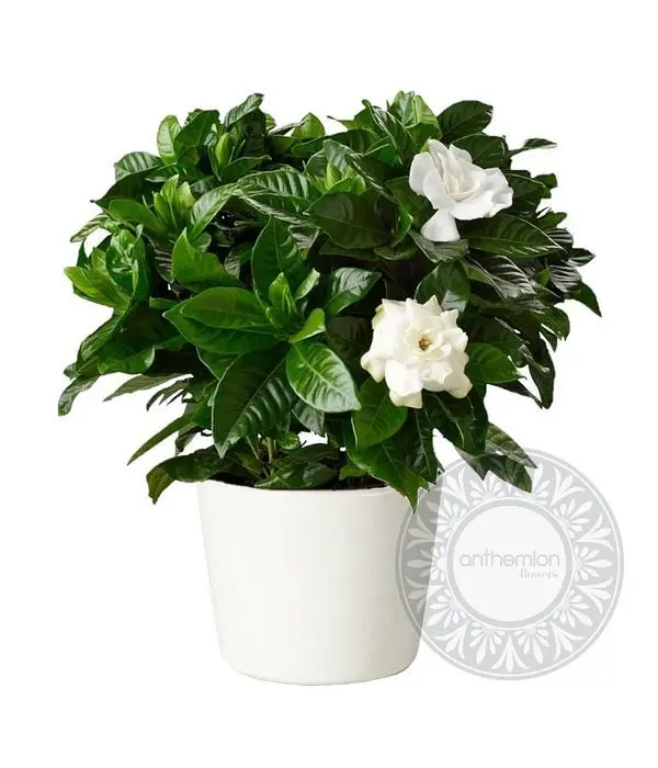 Mini Gardenia in ceramic pot
