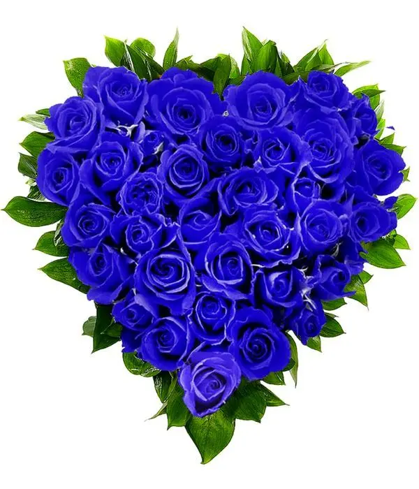 Blue roses heart