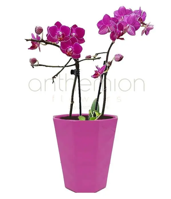 Medium Orchid in ceramic pot