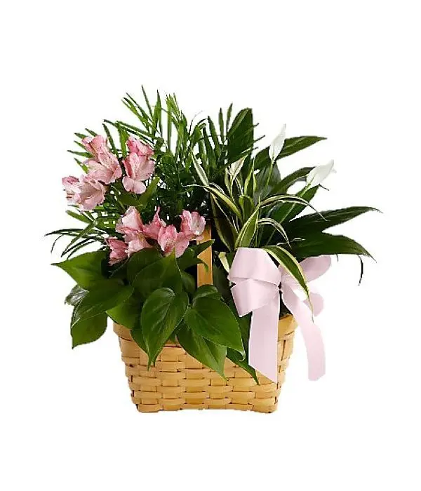 Plants arranged in a basket