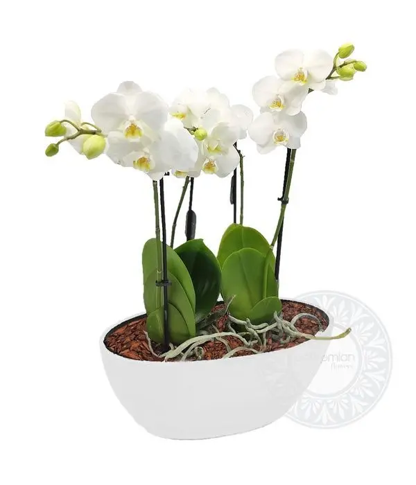 Arrangement with mini orchid plants in a gondola