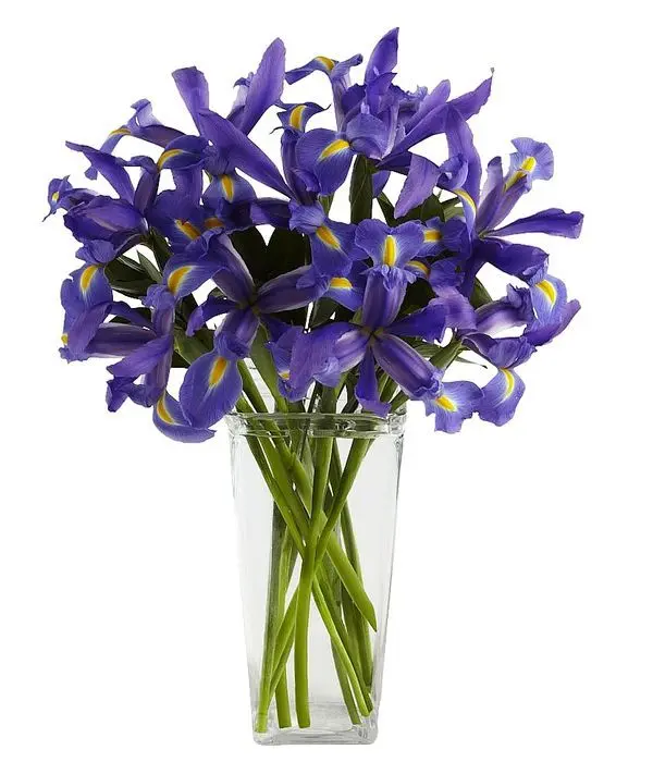 Blue irises in a bouquet (Basic)