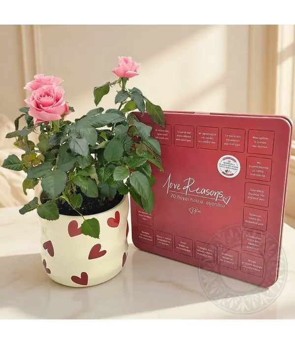 Pink rose plant and love chocolates