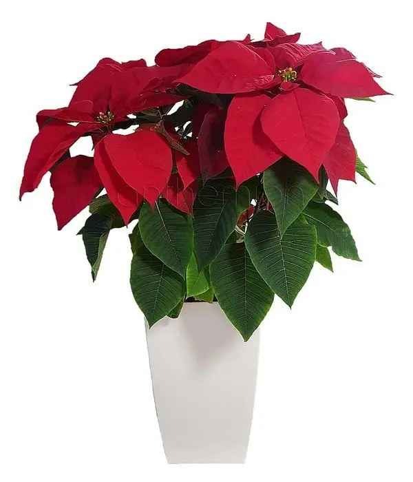 Poinsettia in a tall pot