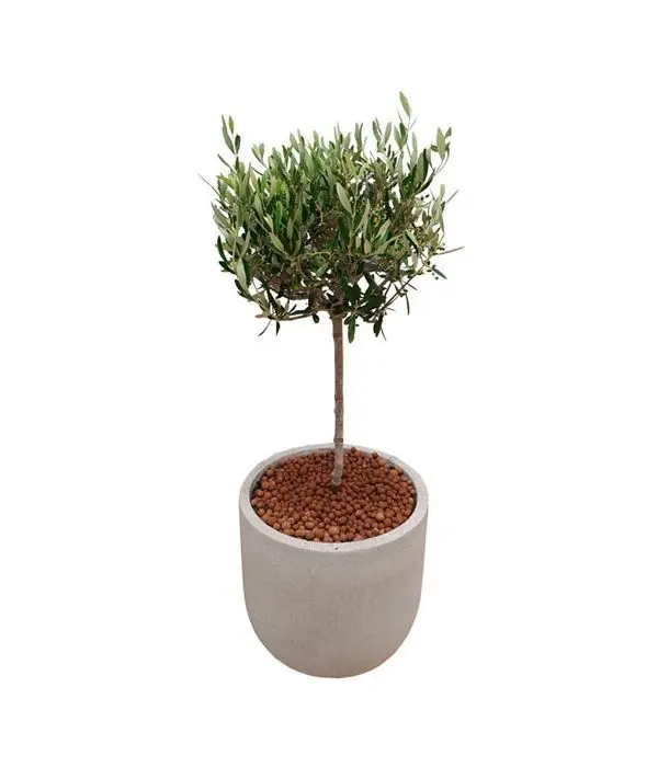 Olive tree gift