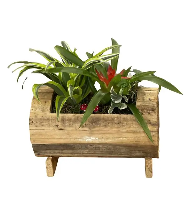 Christmas plants in wooden base