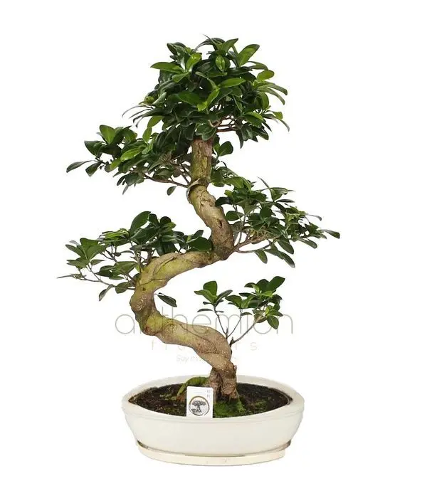 Impressive bonsai with twisty trunk