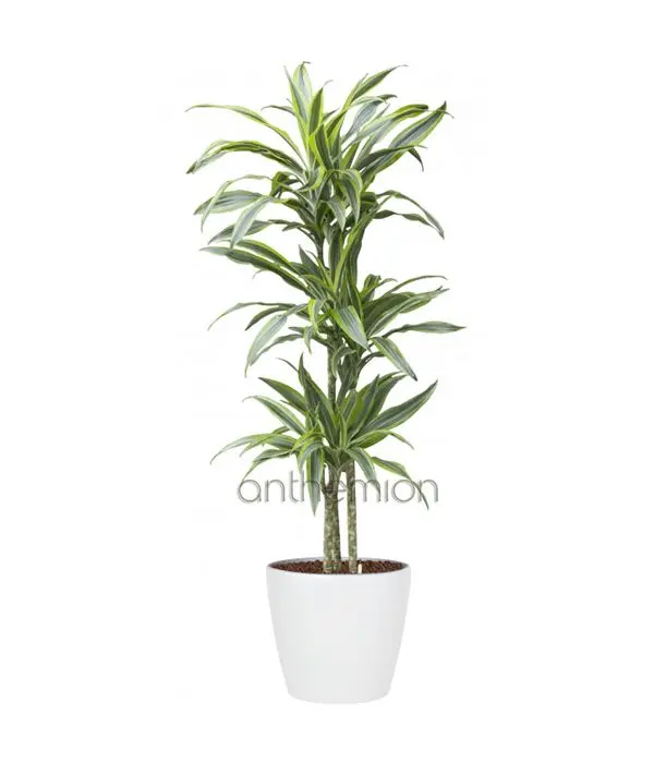 Dracaena Lemon Lime plant (2 trunks)