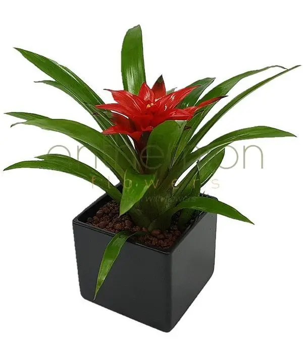 Mini Guzmania plant in pot