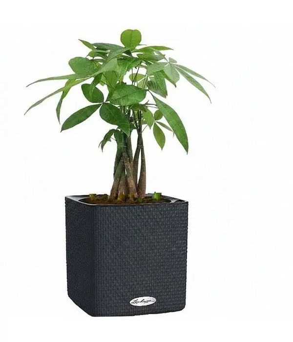 Green Pachira plant in a self-watering pot