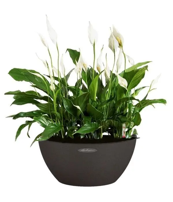 Small Spathiphyllum Arrangement in Self-Watering Pot