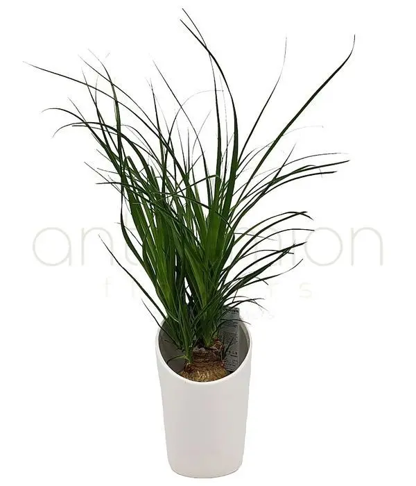 Beaucarnea plant
