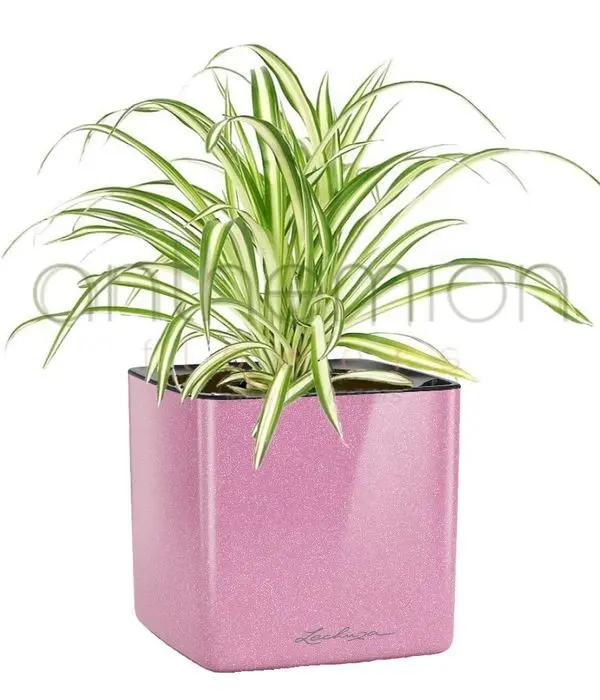 Green plant in a pink glossy self watering plant