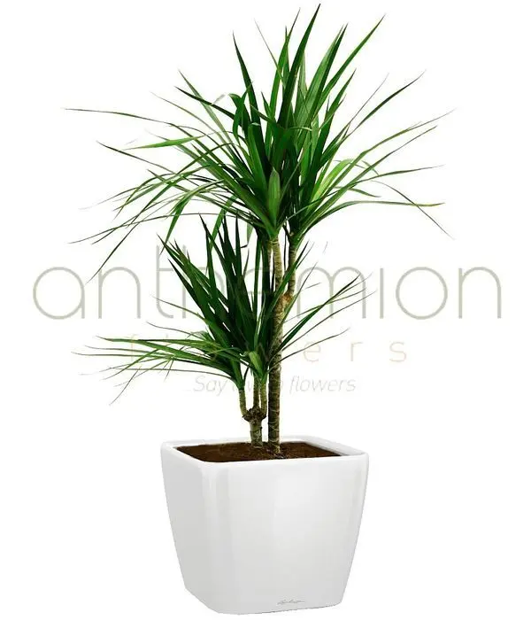 Dracaena in white self watering pot