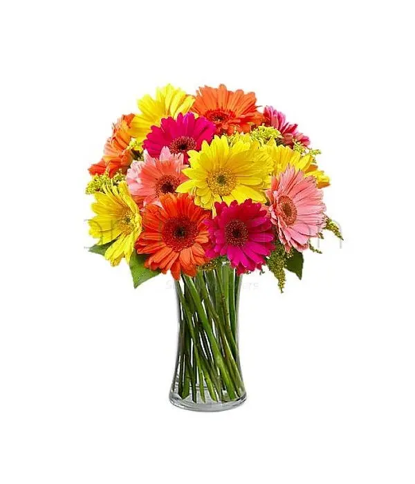 Colourful gerberas