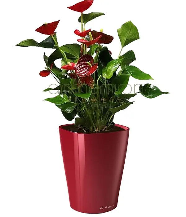 Elegant anthurium in a self watering pot