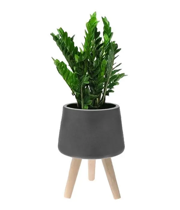 Zamioculcas in ceramic/wooden pot