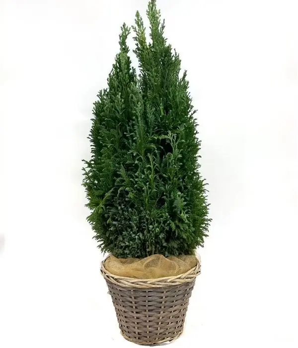 An impressive large Ellwoodii plant