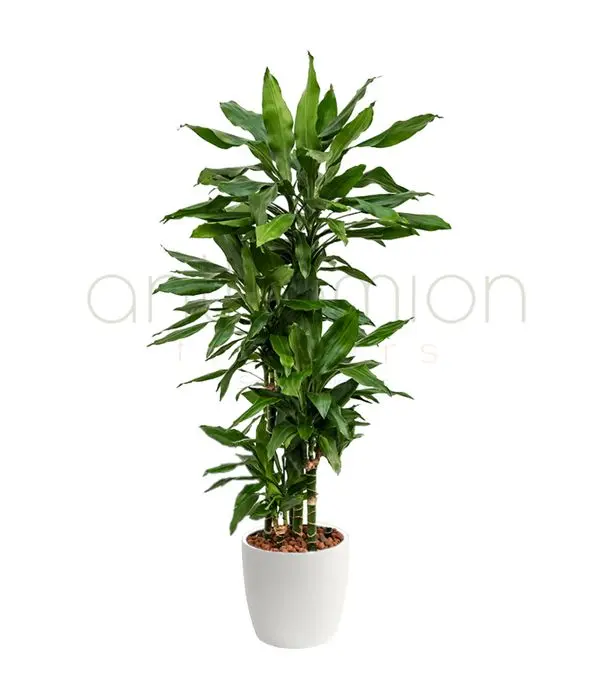 Dracaena fragrans Janet Lind