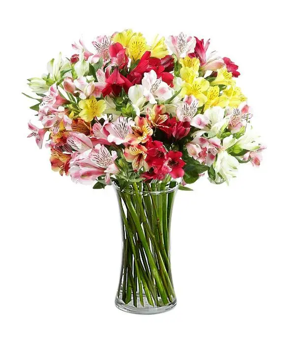 12 Colorful alstroemerias (Basic)