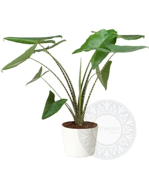 Alocasia zebrina