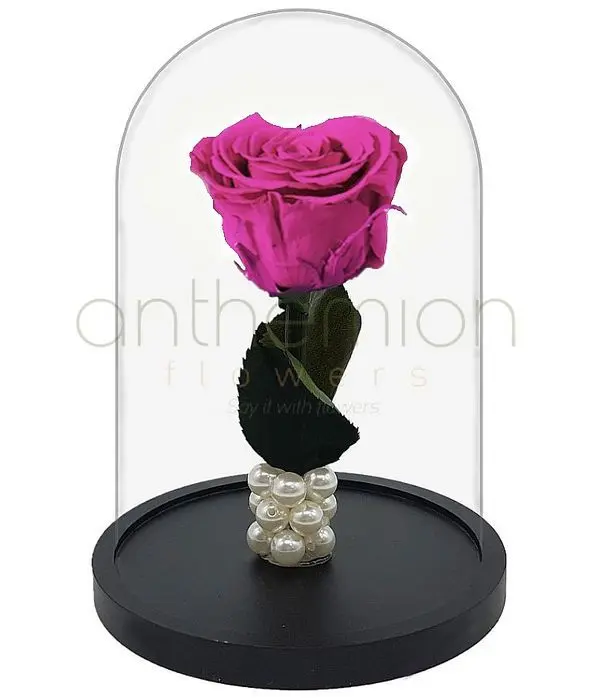 Fuchsia Forever Rose (Medium size)