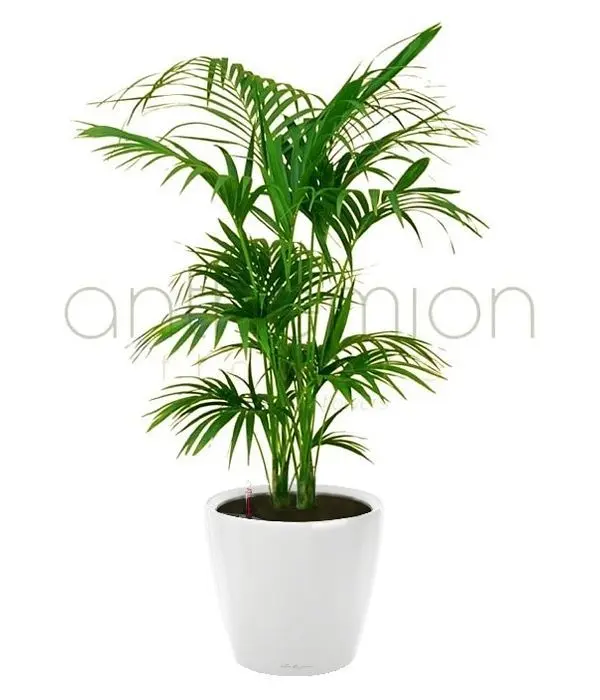 Kentia plant in white self watering pot