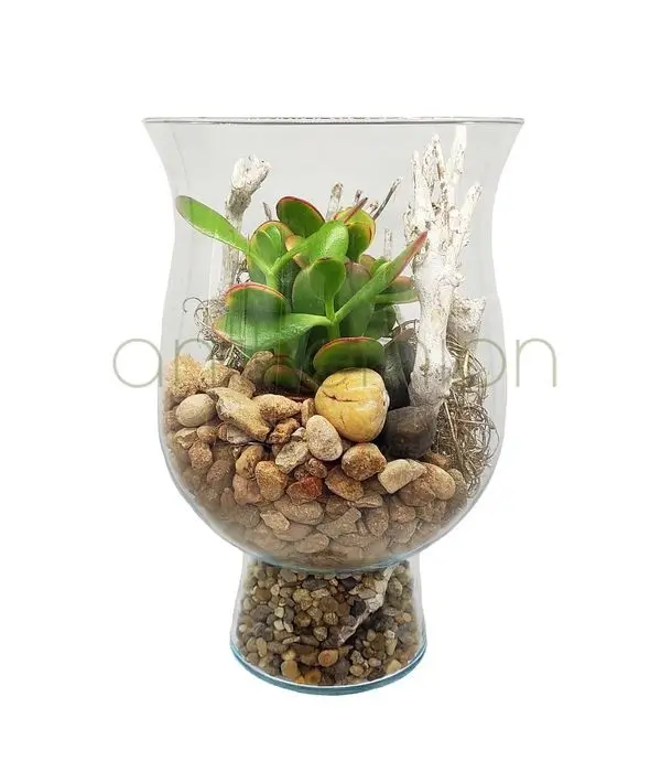Succulents in glass vase
