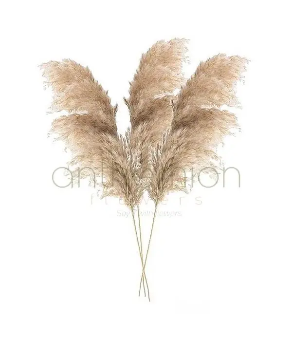 Decorative natural pampas grass