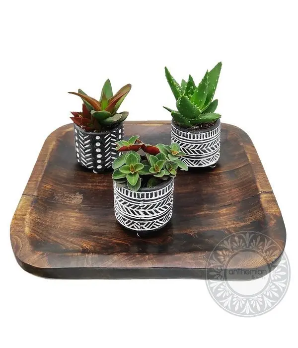 Vintage wooden tray with succulents
