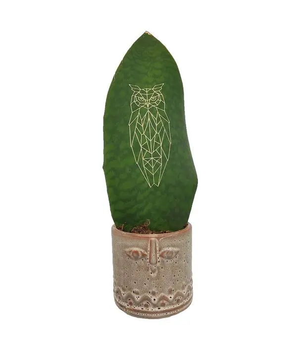 Succulent with (lasercut) owl