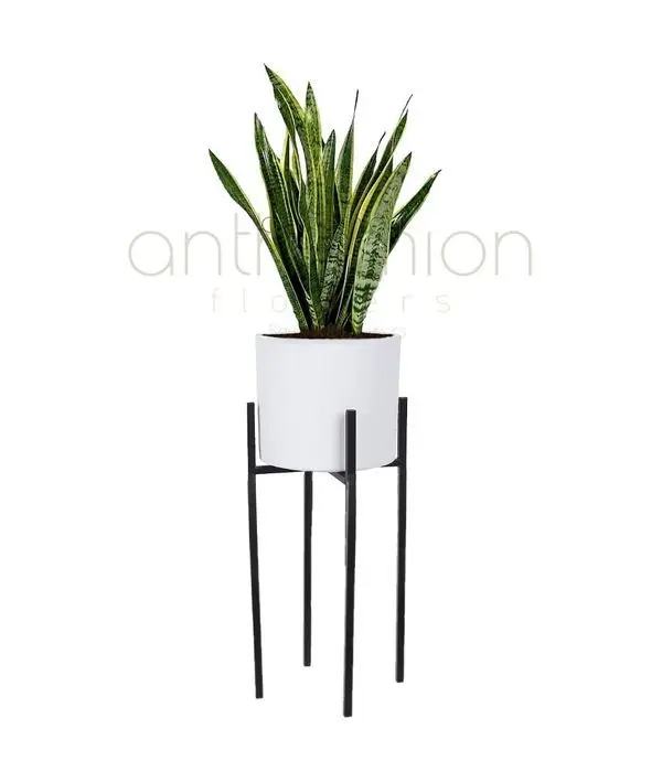 Small Sansevieria in ceramic pot with metallic base