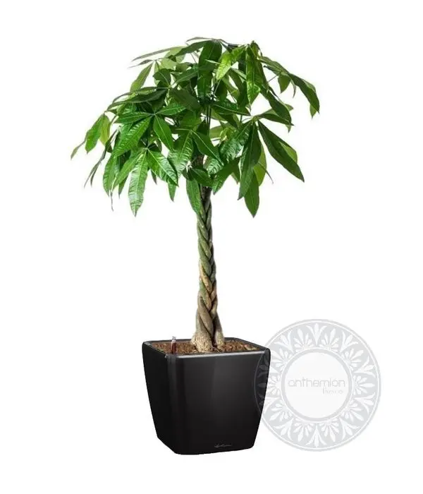 Elegant pachira in a self watering pot