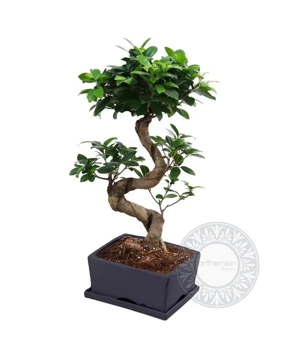 Bonsai with a twisted trunk