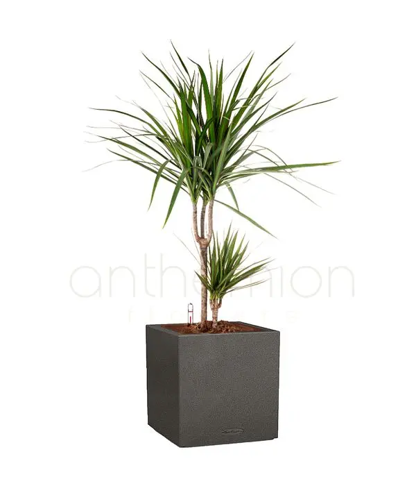 Dracaena in a black self watering pot
