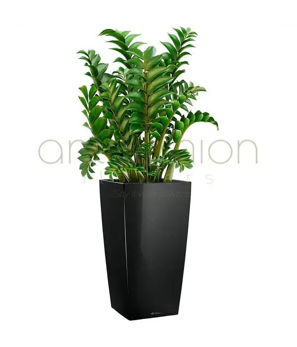 Zamioculcas in tall black glossy self watering pot